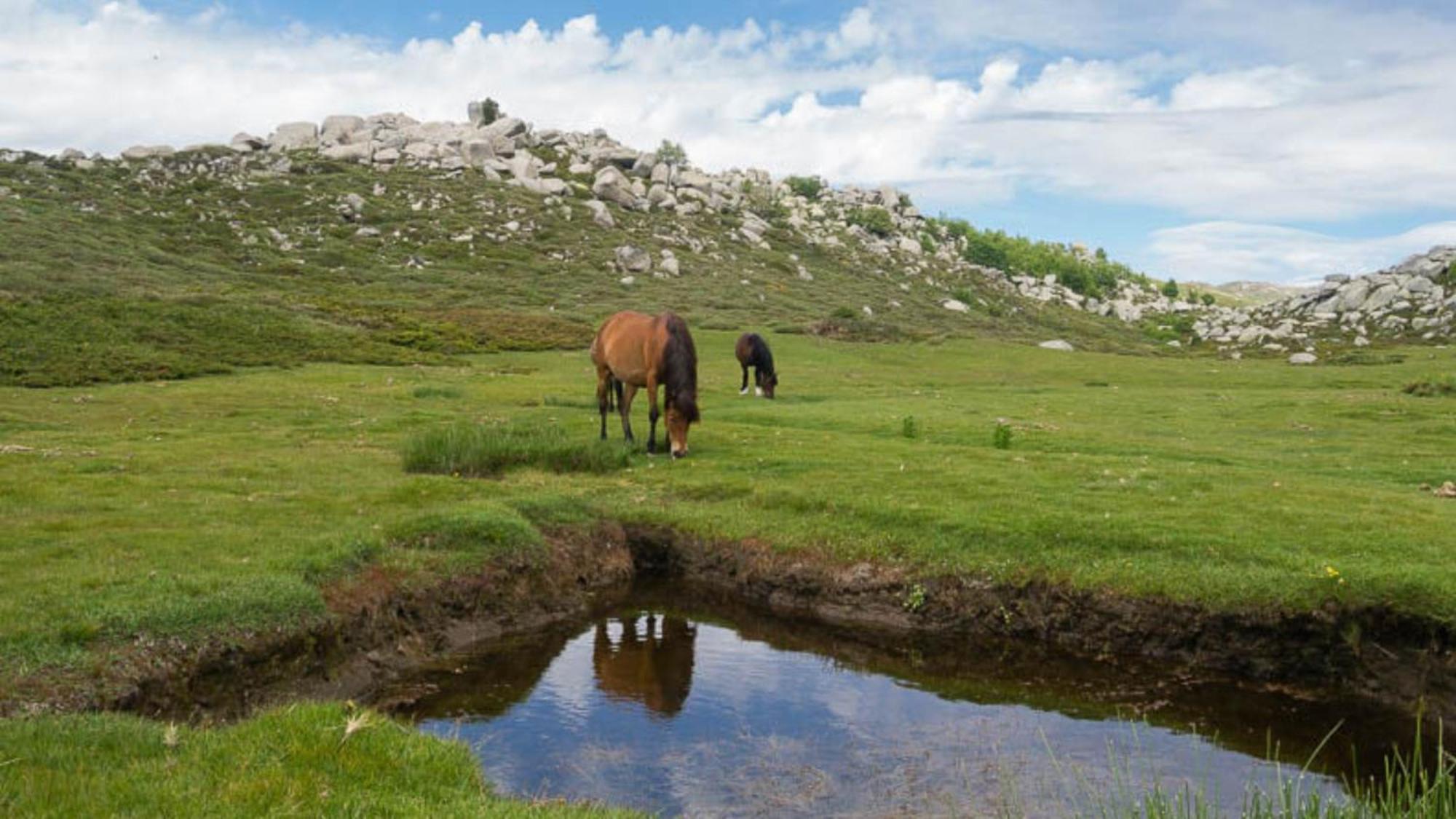 Domaine Le Mouflon D'Or Hotel Zonza Eksteriør billede